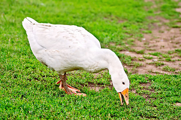 Image showing Goose white nips green grass