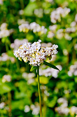 Image showing Buckwheat blossoms with green leaf