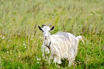 Image showing Goat white in the grass