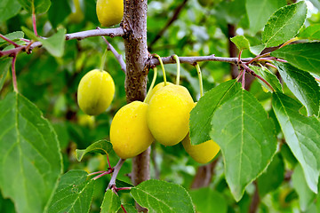 Image showing Plums yellow on branch with green leaves
