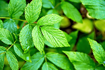 Image showing Raspberry leaves green
