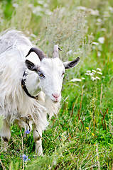 Image showing Goat white on grass