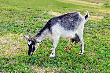 Image showing Goat gray on the grass