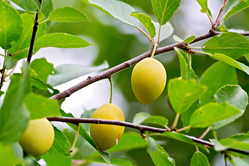Image showing Plums yellow on branch