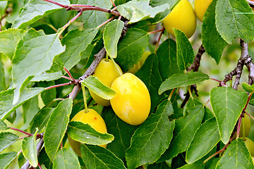 Image showing Plums yellow on branch with leaves