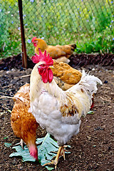 Image showing Cock white with chicken