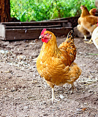 Image showing Brown chicken on the ground