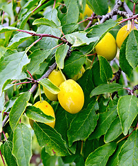 Image showing Plums yellow on tree branch with leaves