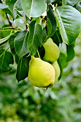 Image showing Pears yellow on branch