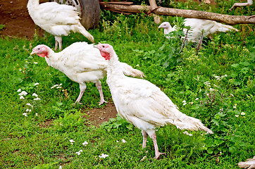 Image showing Turkey white in grass