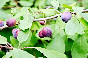 Image showing Plums purple on branch with green leaves