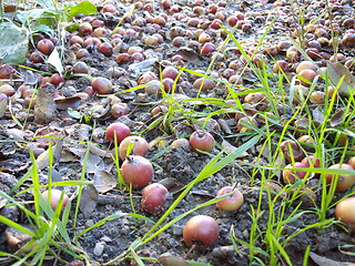 Image showing fruits on the ground