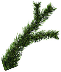 Image showing Christmas tree fir branch