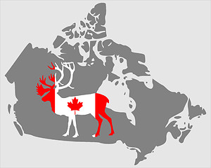 Image showing Canadian Caribou