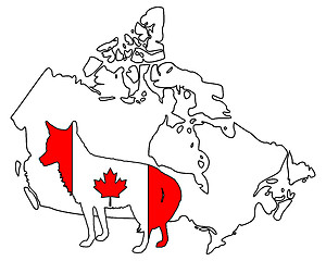 Image showing Coyote Canada