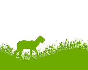 Image showing Lamb on meadow