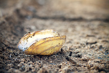 Image showing Closeup of dry soil and dry clam