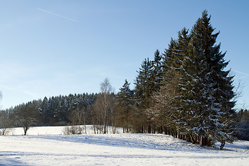 Image showing Snowy trees in the winter