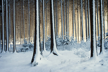 Image showing Snowy trees in the winter forest