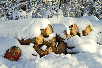 Image showing Snowy stack of timber in a forest