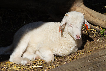 Image showing New born lamb