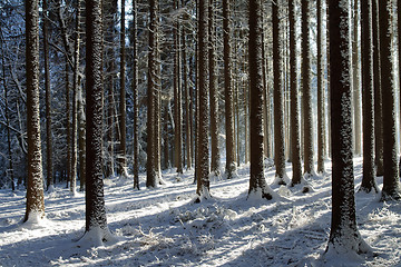 Image showing Snowy trees in the winter forest