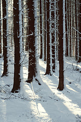 Image showing Snowy trees in the winter forest