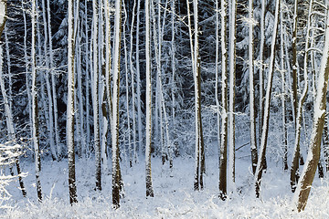 Image showing Snowy trees in the winter forest