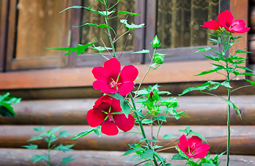Image showing Red flowers in the front garden near the house.
