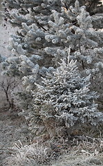 Image showing forest trees in hoarfrost