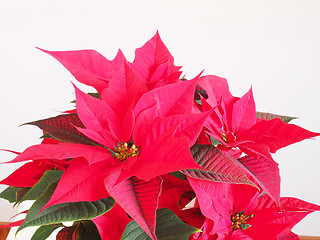 Image showing Poinsettia Christmas star