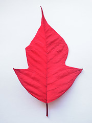 Image showing Poinsettia Christmas star leaf