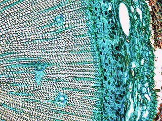 Image showing Pine Wood micrograph