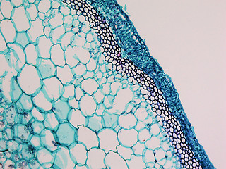 Image showing Cucurbita stem micrograph
