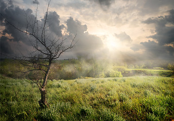 Image showing Dry tree and clouds