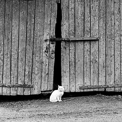 Image showing white cat sitting by a barn door 