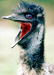 Image showing Emu