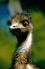 Image showing Emu