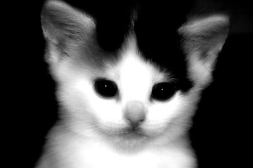 Image showing Kitten