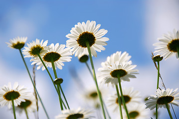 Image showing White daisies