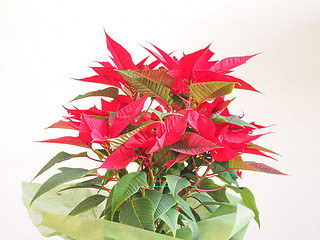 Image showing Poinsettia Christmas star