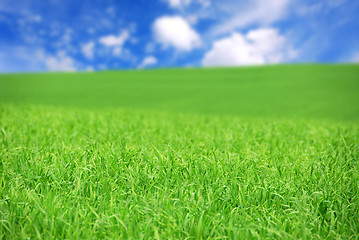 Image showing Green field