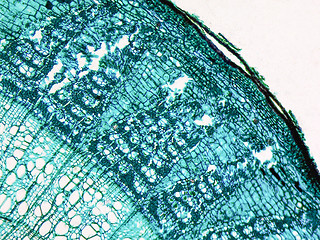 Image showing Tilia stem micrograph