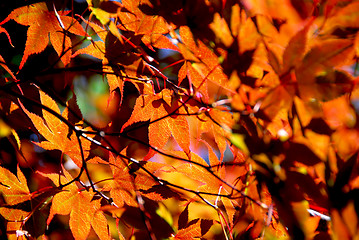 Image showing Maple leaves