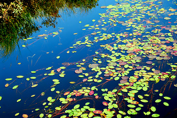 Image showing Lily pads