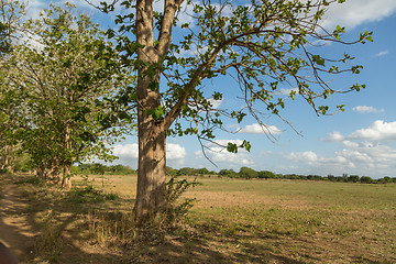 Image showing Trees in the meadow