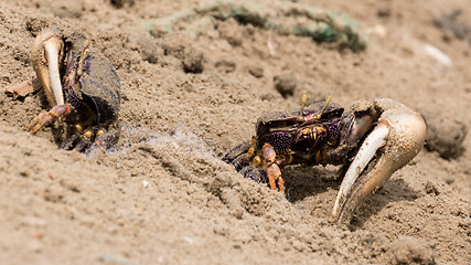 Image showing Fiddler crabs in the sand