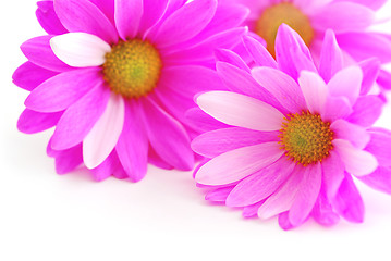 Image showing Pink flowers