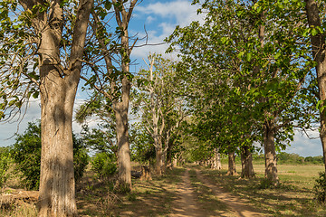 Image showing Giant trees in the field