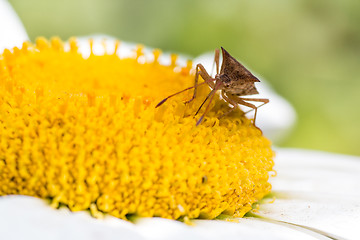 Image showing Insect sucking nectar of a flower